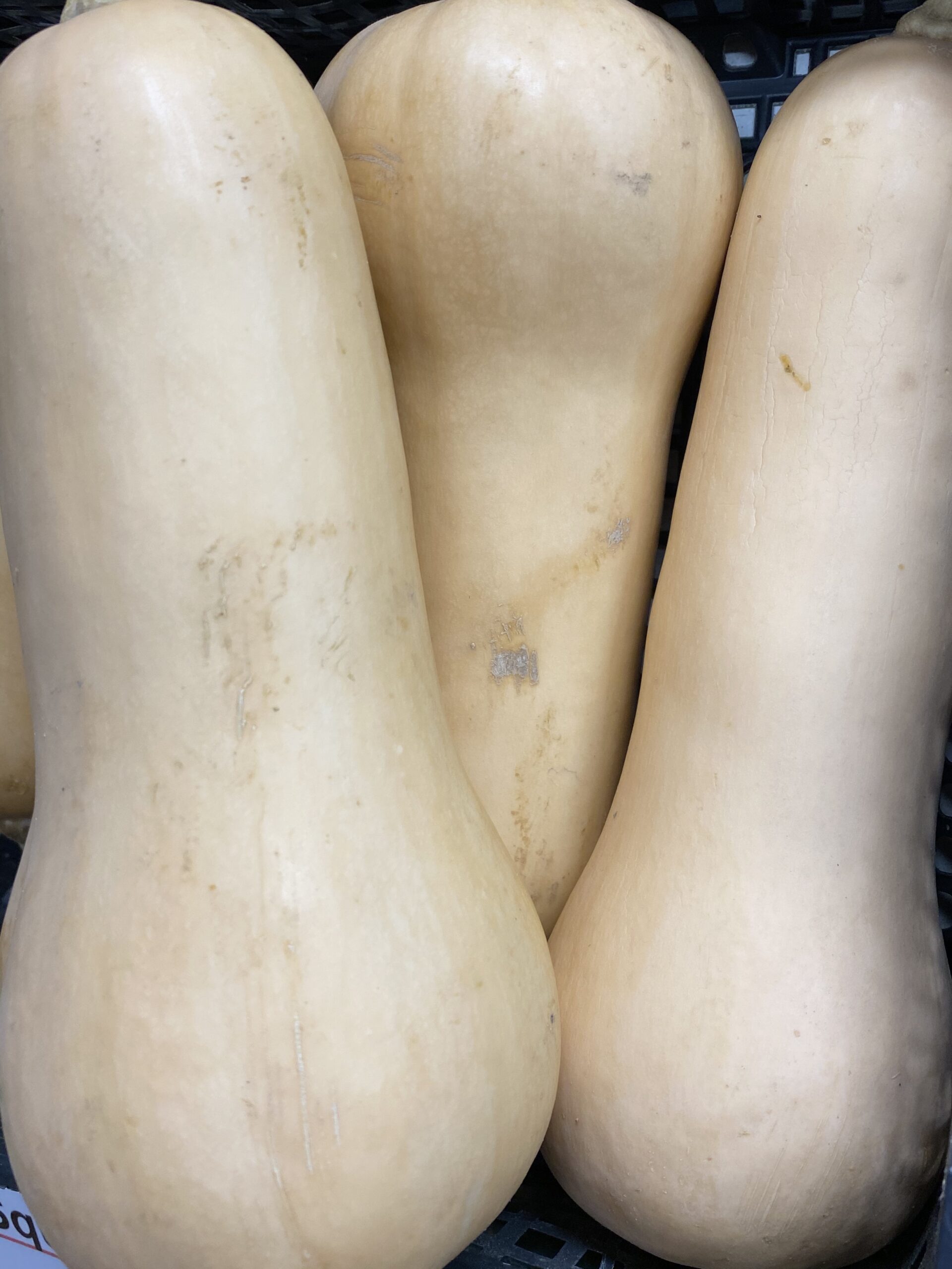 Butternut_1
