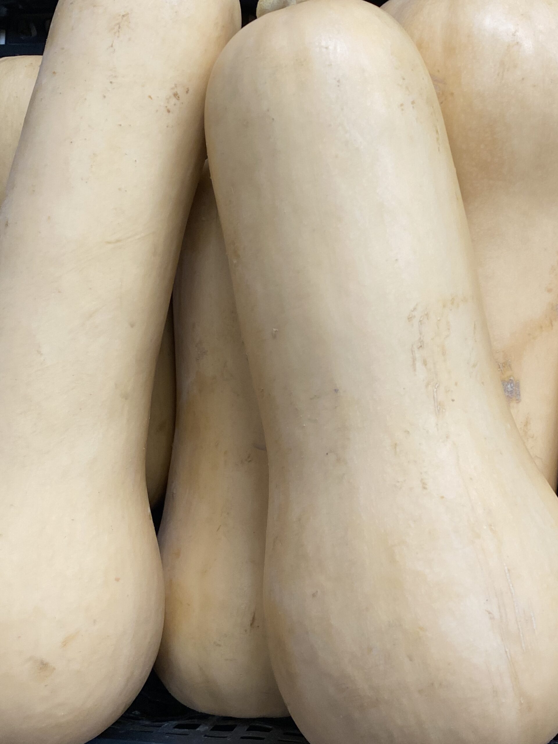 Butternut_2