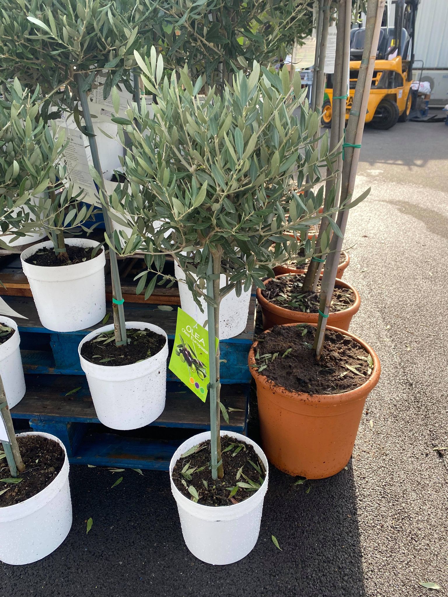 small olive trees Jacksons Fruit & Veg